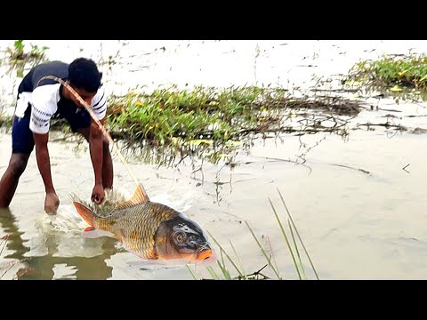 Unavailable Big Carp Fish Catch Hand | গ্রামের বিলে বড় মাছ ধরা | Boys fishing video village