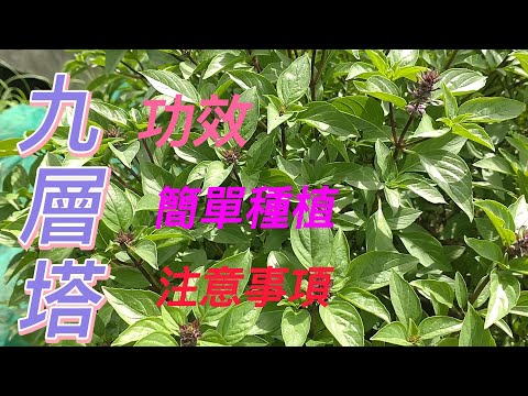 九層塔介紹#香料#草藥#青草