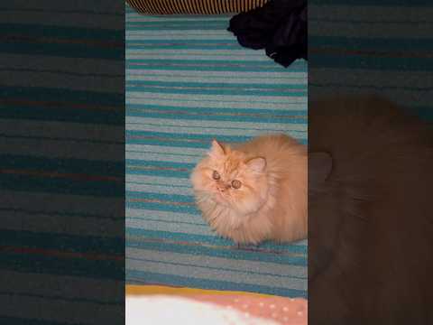 Don’t Miss This Cat’s Funniest Expressions – Look Now! 🐾😂