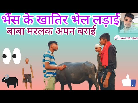 भैंस के खातिर भी लड़ाई😈 बाबा मरलक अपन बराई 🥰 कॉमेडी #comedy #manimeraj #viralvideo #trending