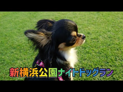 #82 【新横浜公園ドッグラン】チワワのナイトドックラン☆