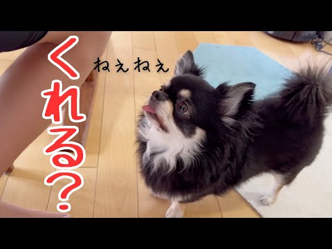 さも、もらってなさそうに圧をかけるうちのチワワ#チワワ #犬のいる生活 #chihuahuas