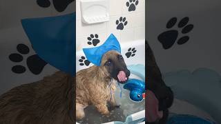 Puppy bath 🐶 #puppy #puppybath #puppybathtime #bathtime #asmr #puppylife