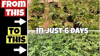 HOW TO GET EXPLOSIVE GROWTH IN JUST 6 days TRYING RECHARGE FOR THE FIRST TIME Marshydro fc6500 GROW