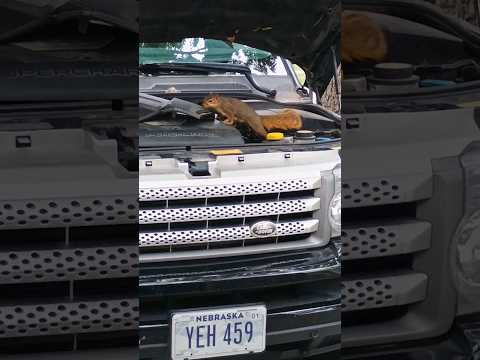 squirrels destroy range rover