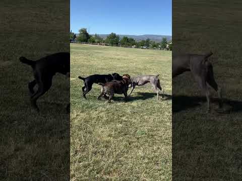 Cane Corso’s try and fight giant Cane Corso