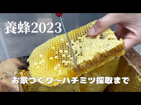 いきものアクセサリー作家の養蜂チャレンジ（2年目）