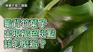 龜背竹葉子出現褐色斑點 該怎麼辦？