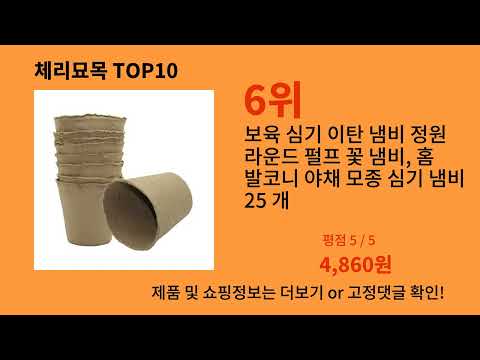 체리묘목 지금 안 사면 품절되는 알리익스프레스 추천템 BEST 10