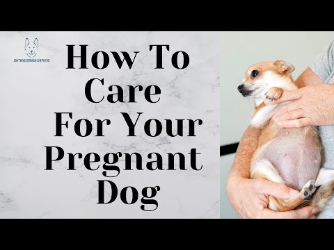 How To Care For Your PREGNANT Dog