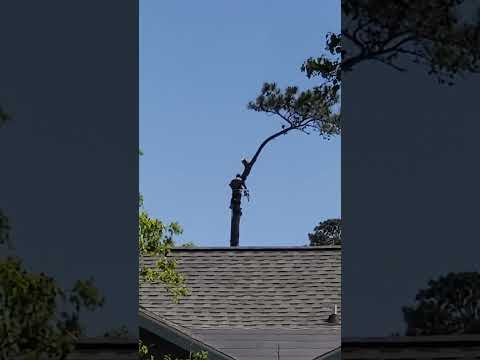 How to cut down a tree perfectly. Performed by a professional.