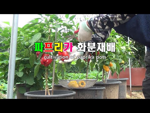 화분에 파프리카 키우기(cultivation of paprika pots)