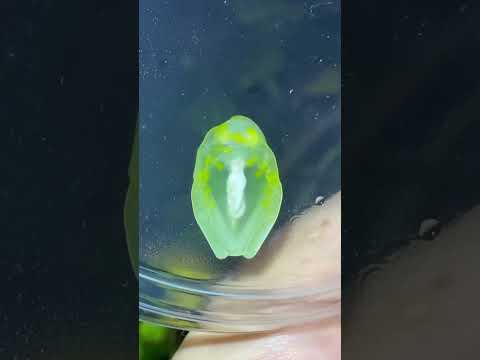 Glass Frogs | See-Through Frogs #shorts