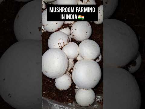 Mushroom farming in India Button Mushroom farming Agricultural farming #shorts