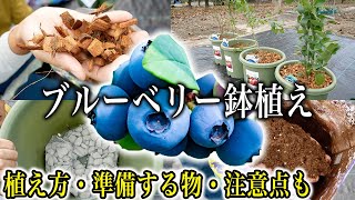 ブルーベリーの育て方　鉢植え編　準備する物