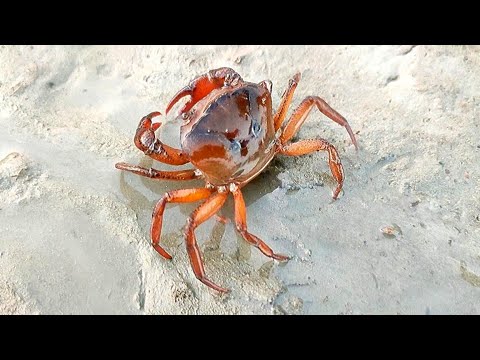 Amazing Crab video- Unique Crabs video