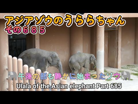 アジアゾウのうららちゃん（６８５）🐘午後の部も静かに始まったゾウ🐘（東山動植物園）Ulala of the Asian elephant Part 685