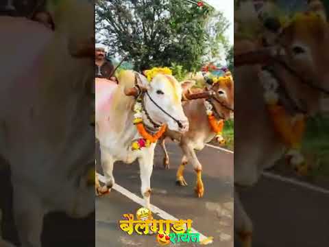 बैलगाडा शर्यत video of WhatsApp Vaibhav N Creation