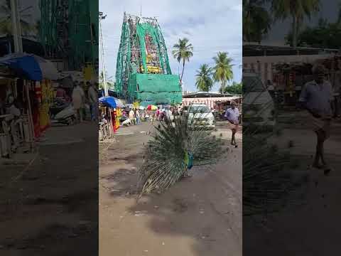 #festival #murugantemple #love #muruganstatue #vlog #salemmurugantemple