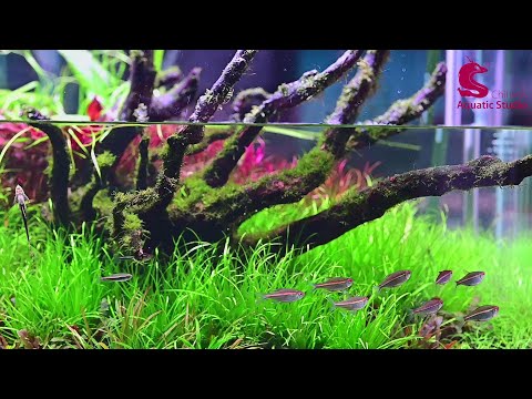 Chihiros VIVID2 aquascaping case for 150cm tank