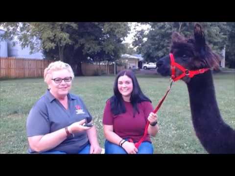 Fairfield Focus: Become introduced to the 4-H Alpaca project!