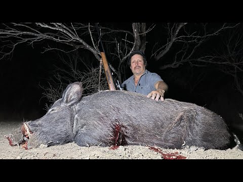 Wild Boar Hunt - Texas Rhino