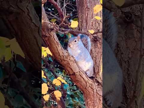 Cute baby hiding in trees 🥰🐿️#shortsvideo #short #cutesquirrels #baby #squirrel