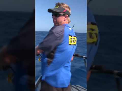 Three Kings Yellow Fin Marlin and Tuna Frenzy! #marlin #yellowfintuna #threekings #fishing