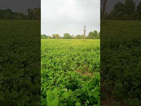 #nature #naturelovers #natureshorts #farming #farmhouse #farm #naturevideo #viralshort #trending #yt