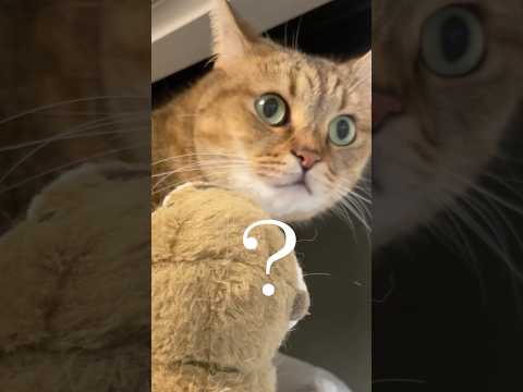 ボサボサになったカワウソの姿を見つけた猫の反応（笑）　#shorts