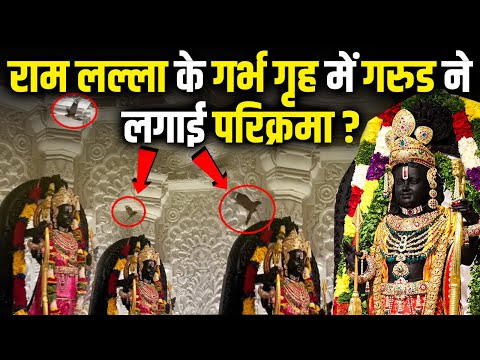 राम लल्ला के गर्भगृह में परिक्रमा करता पक्षी, पक्षी के रूप में  देवता ? #ayodhyarammandir