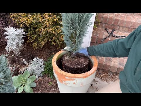 Planting 3 Chamaecyparis/Pinpoint Blue false Cypress (pt. 2)