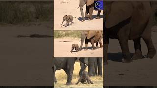 Baby elephant funny videos | Hathi ka pyara bacha | Elephant likes mud