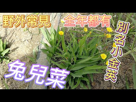 兔兒菜介紹#小金英#草藥#野草#雜草#青草