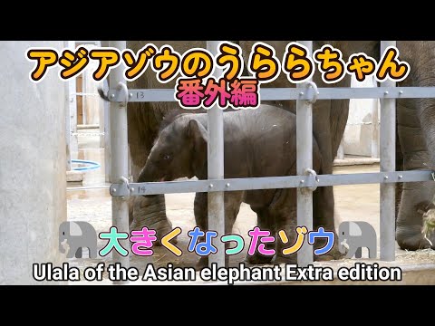 アジアゾウのうららちゃん（番外編）🐘大きくなったゾウ🐘（東山動植物園）Ulala of the Asian elephant Extra edition