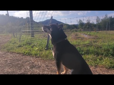 風を感じる柴犬