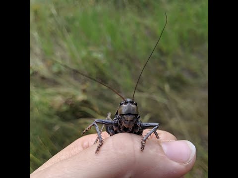 Giant Mormon Crickets!