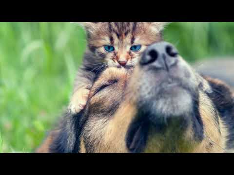 Brave Dog Saves Kitten from Highway