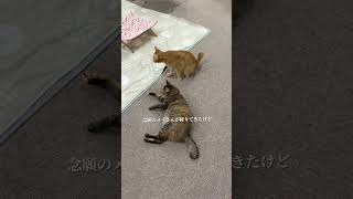 チャイさんの暮らし89。#保護猫