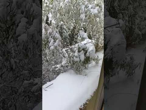 ショート693【なごり雪】#イルカ#竹