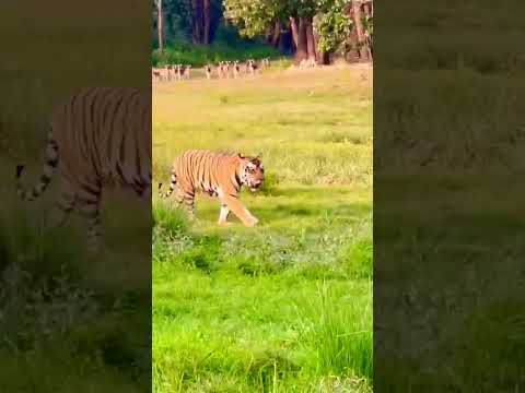 "Majestic Tiger Strolling Through the Grassland | Wildlife in Action"