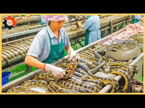 Most Unbelievable Food Industry Machines That At Another Level ▶253