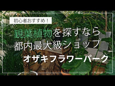 【初心者おすすめ】観葉植物・多肉植物・塊根植物が安心して買えるオザキフラワーパーク