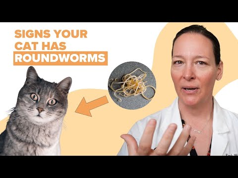 Signs Your Cat Has Roundworms (Vet Explains)