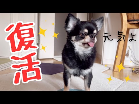 下痢も治って元気一杯の朝です☀️#チワワ#chihuahuas#犬のいる生活