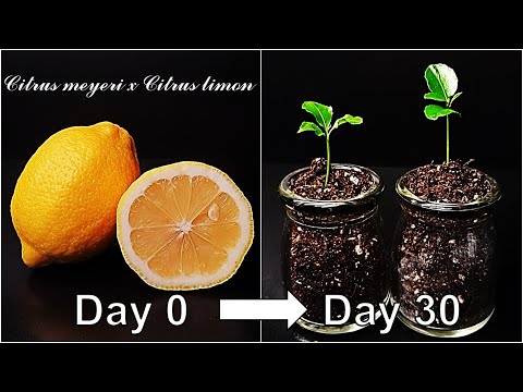 How to grow Hybrid Lemon｜Meyer lemon and Lisbon lemon｜How to grow #73 Hybrid Lemon｜Eng Sub