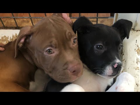 The cutest cuddliest puppies