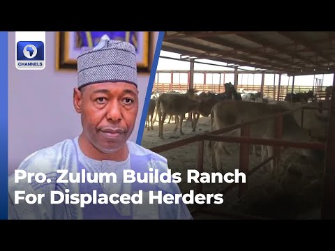 Gov Zulum Builds Ranch For Displaced Herders In Borno