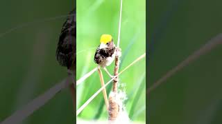 Black breasted weaver male #shorts #birds #bbcearth #nesting #natgeowildlife #weavers #natgeo