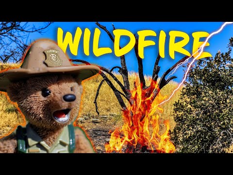 Wildfires: Causes & staying safe 🔥 Nature Earth Science